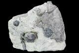 Fossil Crinoid, Blastoid, And Brachiopod Plate - Indiana #106299-1
